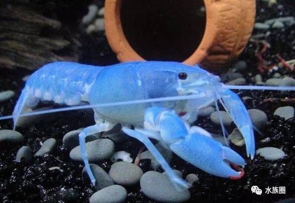 白色魚缸養什么魚好呢：白色魚缸養什么魚好白色魚缸養什么魚好