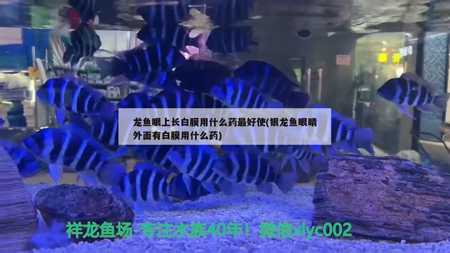 龍魚眼上長(zhǎng)白膜用什么藥最好使(銀龍魚眼睛外面有白膜用什么藥)
