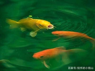 大型魚缸怎么換水除氯