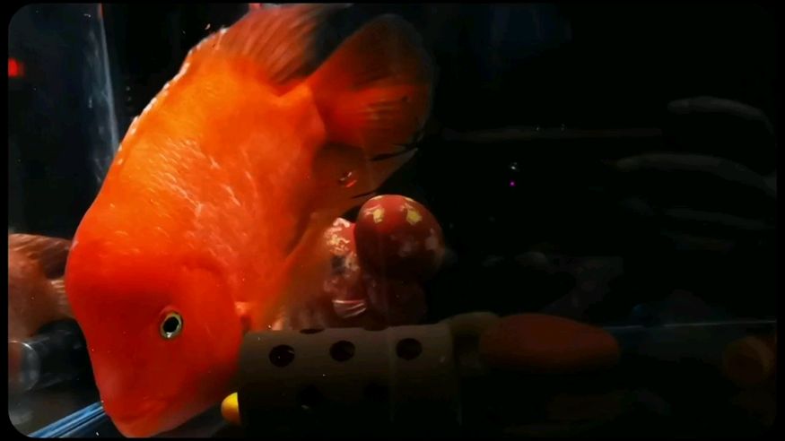 紅… 紅… 龍魚論壇