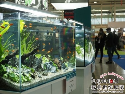 飼料 龍魚配虎魚的寓意(龍魚配虎魚的寓意和象征) 虎魚百科 龍魚配虎魚的寓意(龍魚配虎魚的寓意和象征) 龍魚配虎魚的寓意(龍魚配虎魚的寓意和象征) 虎魚百科