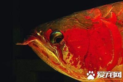 紅龍魚誘色用什么燈好一點（紅龍魚誘色用什么燈好一點呢）