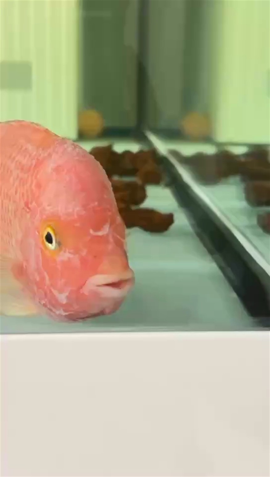 白點，爛魚鰭，爛尾，脫皮！！！求大神支招，水溫已經加至31度，連續下土霉素兩天了！