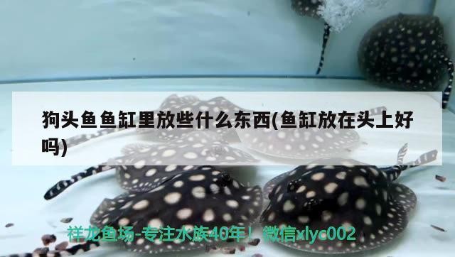 皇冠三間魚(yú)水溫多少合適（皇冠魚(yú)適合多少度水溫）