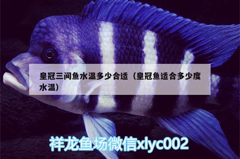 皇冠三間魚(yú)水溫多少合適（皇冠魚(yú)適合多少度水溫）