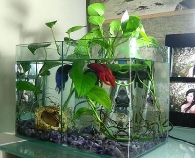 不想要的魚缸怎么處理掉：不想要的魚缸可以根據其狀況和用途和用途進行不同的處理