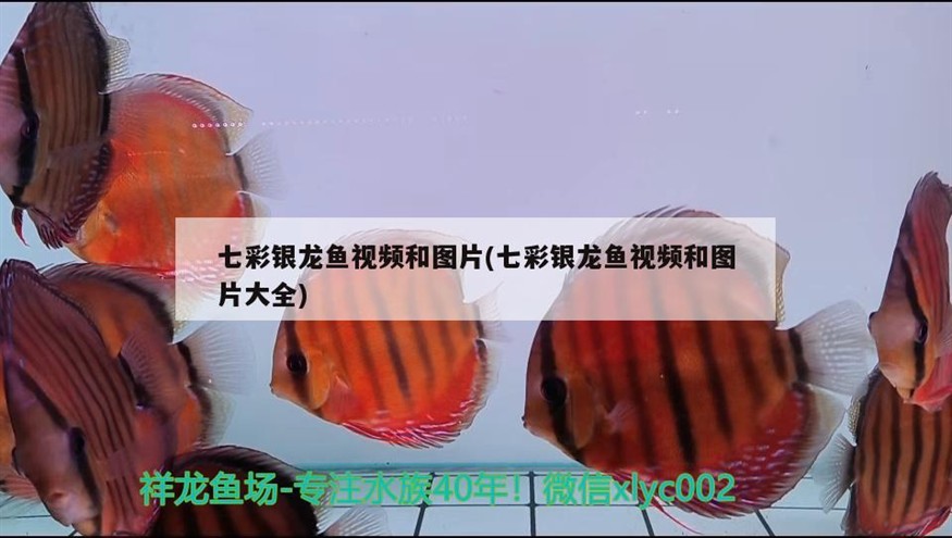 七彩銀龍魚(yú)視頻和圖片(七彩銀龍魚(yú)視頻和圖片大全)