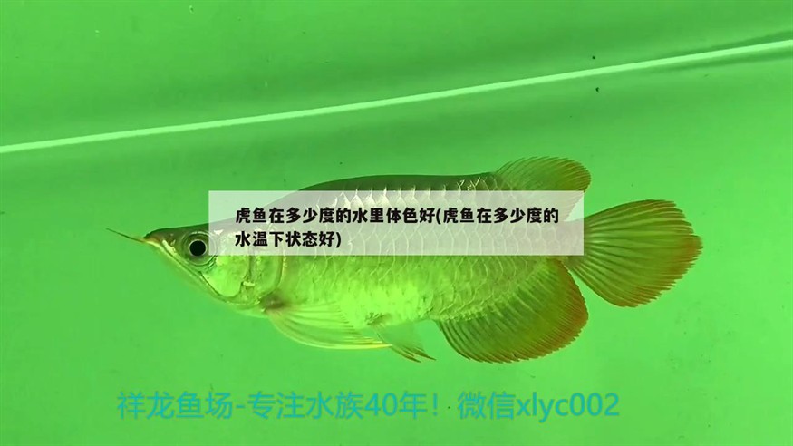 泰國虎 虎魚在多少度的水里體色好(虎魚在多少度的水溫下狀態好) 虎魚百科 虎魚在多少度的水里體色好(虎魚在多少度的水溫下狀態好) 虎魚在多少度的水里體色好(虎魚在多少度的水溫下狀態好) 虎魚百科