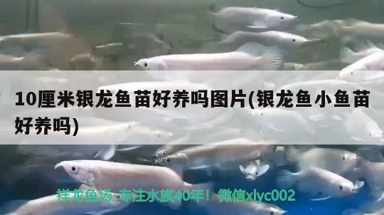 虎魚天天黑來點赤瞳黃金 10厘米銀龍魚苗好養(yǎng)嗎圖片(銀龍魚小魚苗好養(yǎng)嗎) 銀龍魚百科 10厘米銀龍魚苗好養(yǎng)嗎圖片(銀龍魚小魚苗好養(yǎng)嗎) 10厘米銀龍魚苗好養(yǎng)嗎圖片(銀龍魚小魚苗好養(yǎng)嗎) 銀龍魚百科