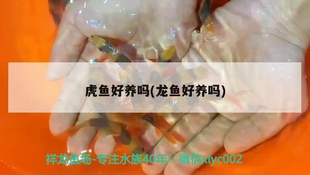 虎魚好養嗎(龍魚好養嗎)