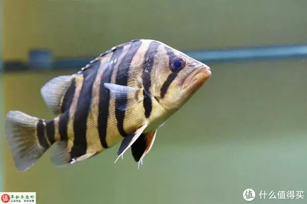 虎魚的特點，適應性強，威武霸氣！