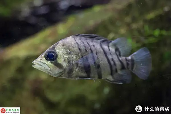 虎魚的特點，適應性強，威武霸氣！