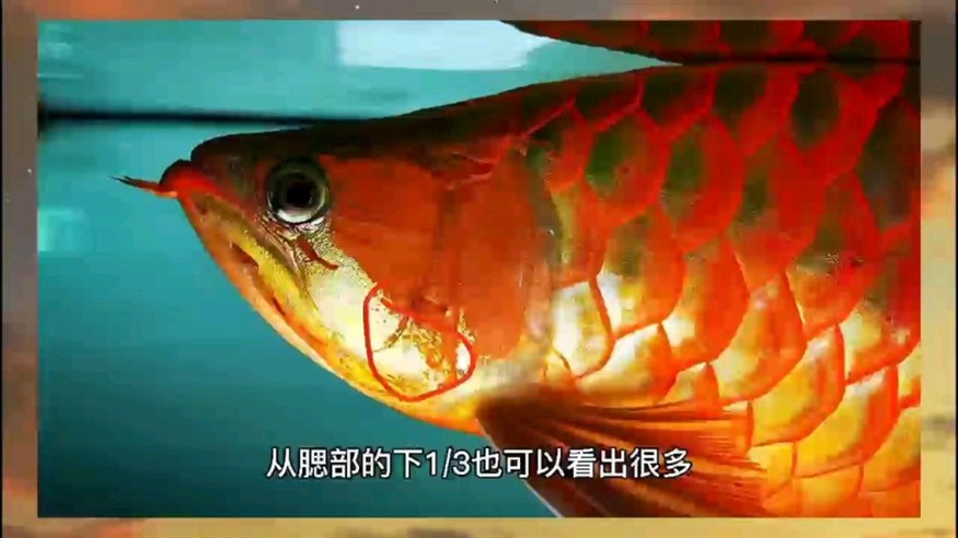 紅龍鱗片粗框發色模式涂色增彩