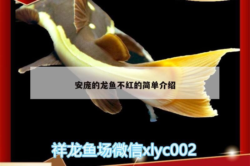 花老虎魚養殖技術，花老虎魚的功效與作用