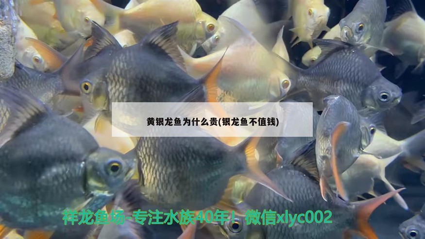 黃銀龍魚為什么貴(銀龍魚不值錢) 黃銀龍魚為什么貴(銀龍魚不值錢) 銀龍魚百科