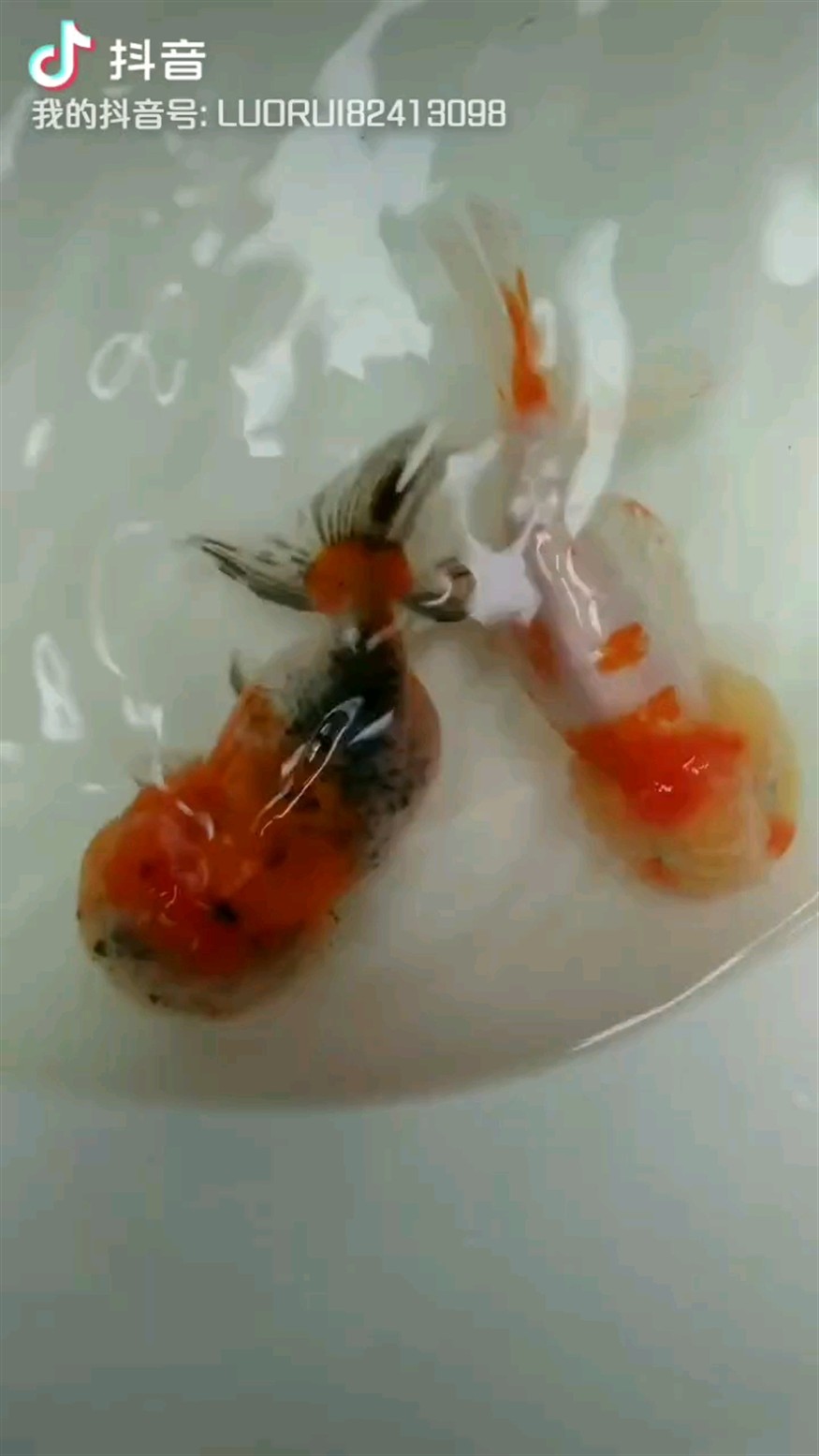 虎頭金魚！