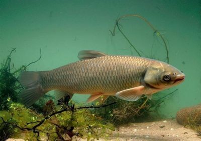 草魚(yú)用魚(yú)缸可以養(yǎng)嗎：草魚(yú)在魚(yú)缸中的生存技巧