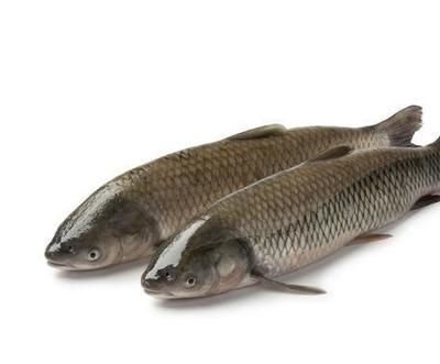 草魚(yú)用魚(yú)缸可以養(yǎng)嗎：草魚(yú)在魚(yú)缸中的生存技巧