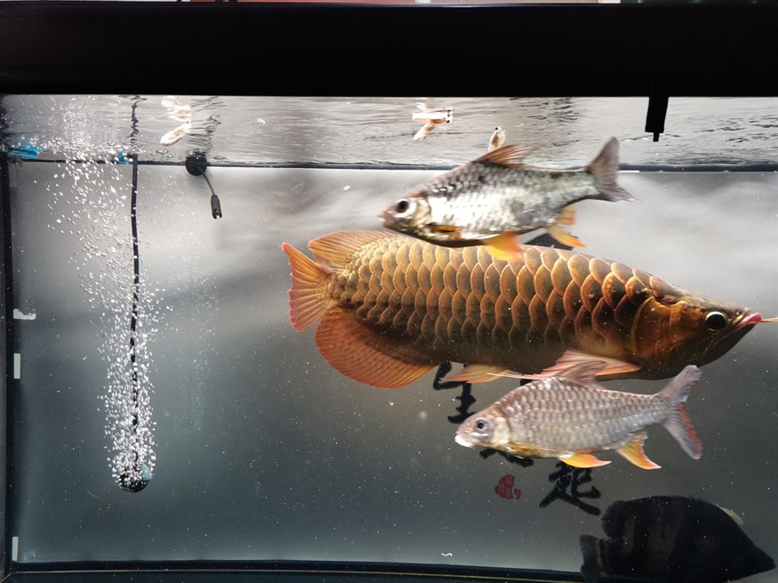 吃食兇猛