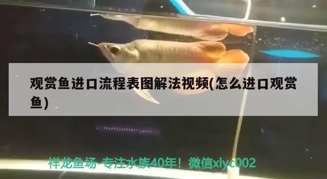 印尼虎魚好養(yǎng)嗎：印尼虎魚可以活多少年 印尼虎魚好養(yǎng)嗎：印尼虎魚可以活多少年 虎魚百科 第1張