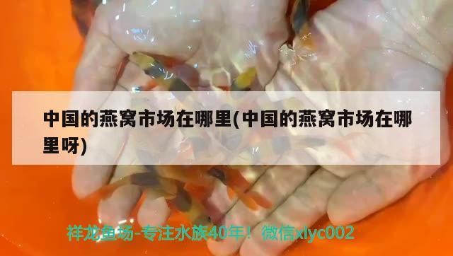 印尼虎魚好養(yǎng)嗎：印尼虎魚可以活多少年 印尼虎魚好養(yǎng)嗎：印尼虎魚可以活多少年 虎魚百科 第2張