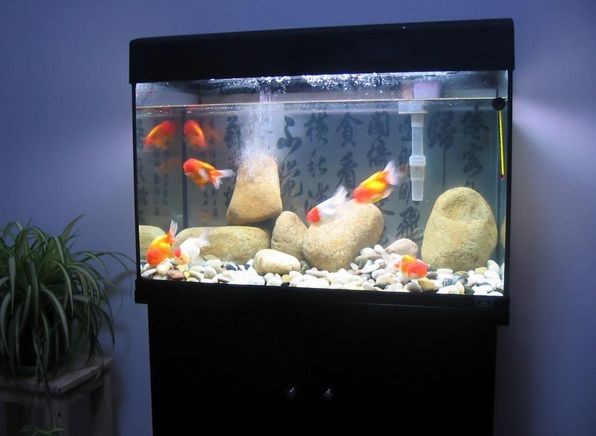 10升魚缸養多少金魚：10升的魚缸養多少金魚