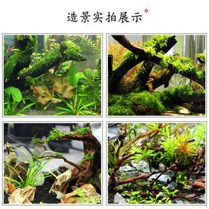 杜鵑藤魚(yú)缸造景圖：杜鵑藤魚(yú)缸造景的養(yǎng)護(hù)技巧水草造景的養(yǎng)護(hù)技巧
