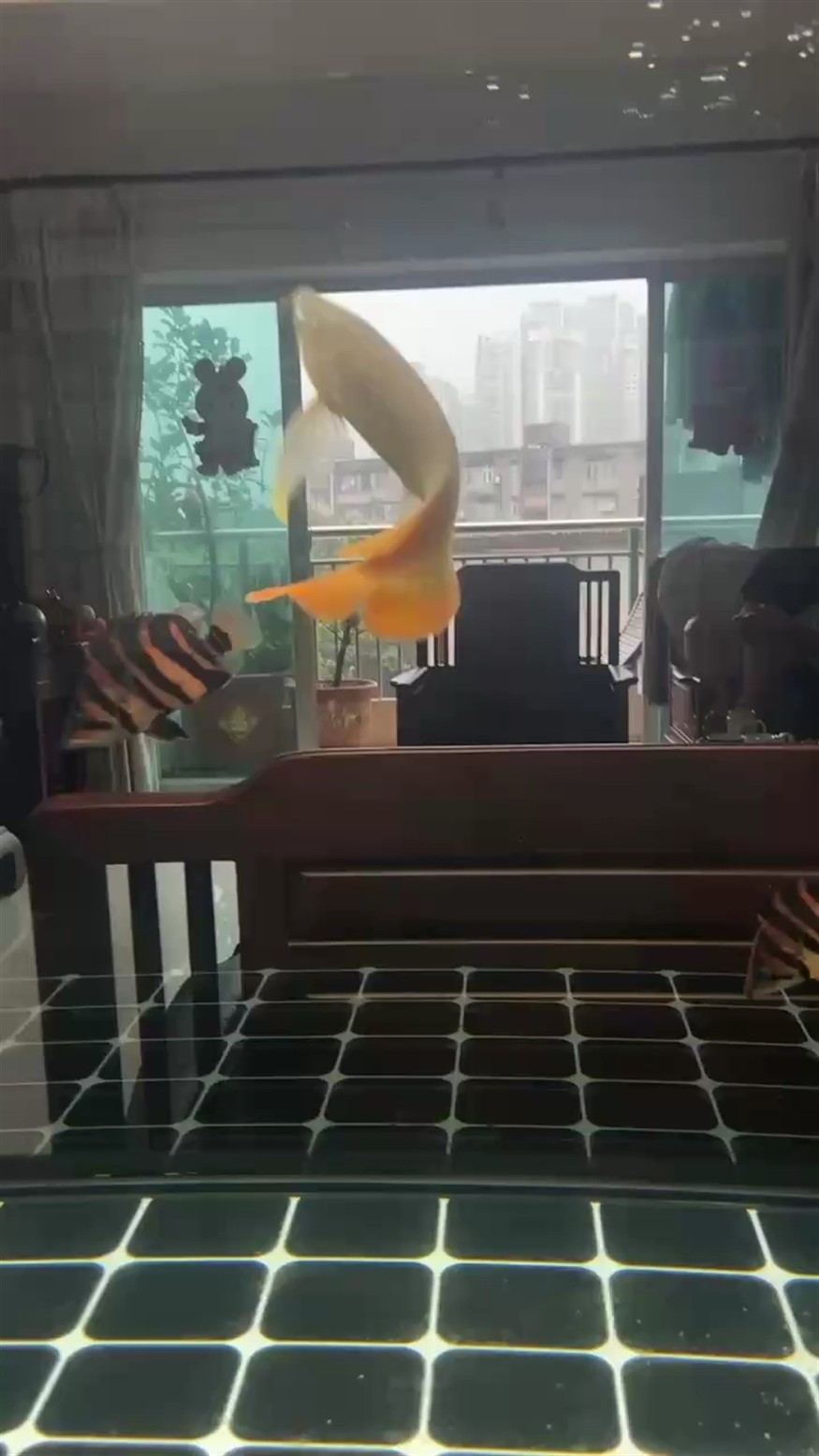 給大魚缸換水的作文:體驗給大魚缸換水的樂趣:體驗給大魚缸換水:給大魚缸換水的作文 五虎上將 龍魚論壇 五虎上將 五虎上將 龍魚論壇