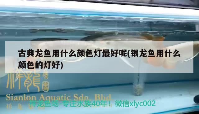 古典龍魚用什么顏色燈最好呢(銀龍魚用什么顏色的燈好)