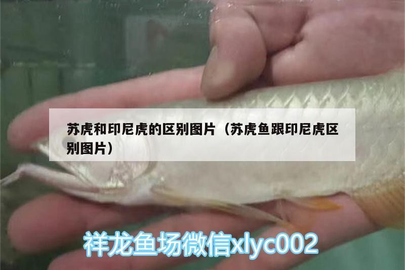 蘇虎和印尼虎的區(qū)別圖片（蘇虎魚跟印尼虎區(qū)別圖片）