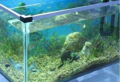 玻璃膠可以補魚缸嗎有毒嗎：玻璃膠可以用來補魚缸嗎？