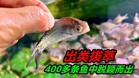 玻璃魚缸改造荷蘭豬家：如何將玻璃魚缸改造為荷蘭豬家