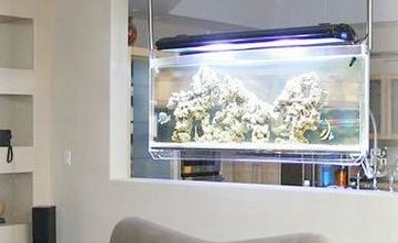 虎魚生長溫度多少合適(虎魚的飼養(yǎng)溫度)