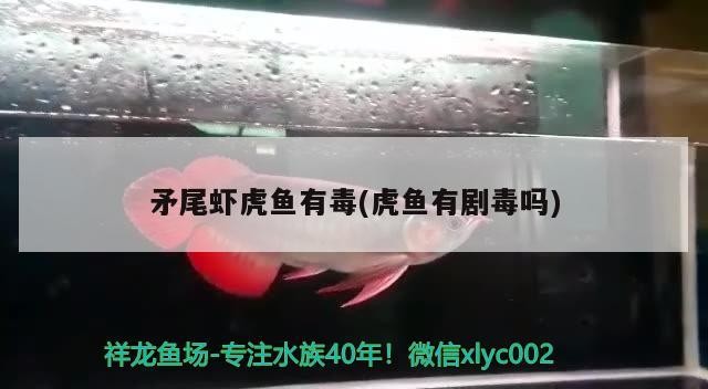 矛尾蝦虎魚有毒(虎魚有劇毒嗎)