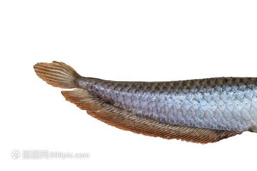 黑底黑背景養金龍魚