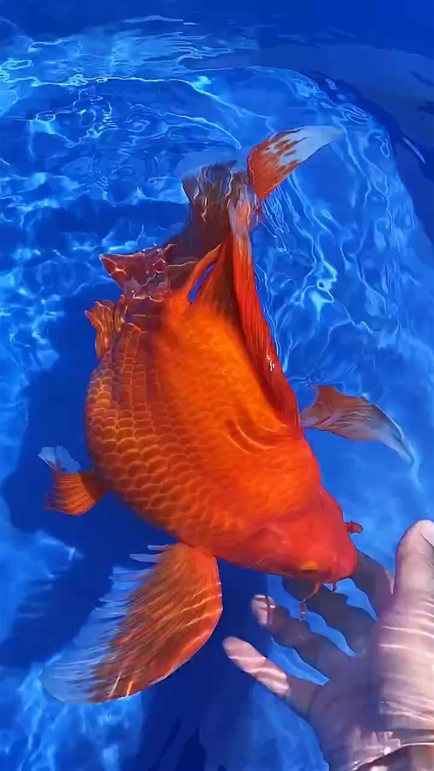 大紅球紅紅火火！