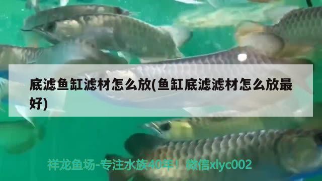 底濾魚缸濾材怎么放(魚缸底濾濾材怎么放最好)