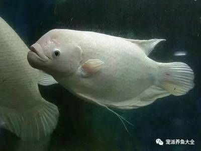成品魚缸改底色的最好辦法是什么：如何改變魚缸底色