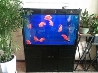 搬運魚缸多少錢一個平方米：搬運魚缸多少錢一個平方米搬家公司搬家公司服務流程