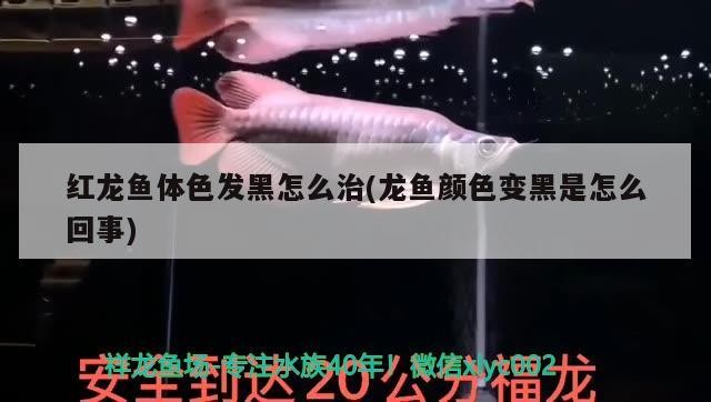 花老虎魚厲害嗎，花虎魚的養殖方法