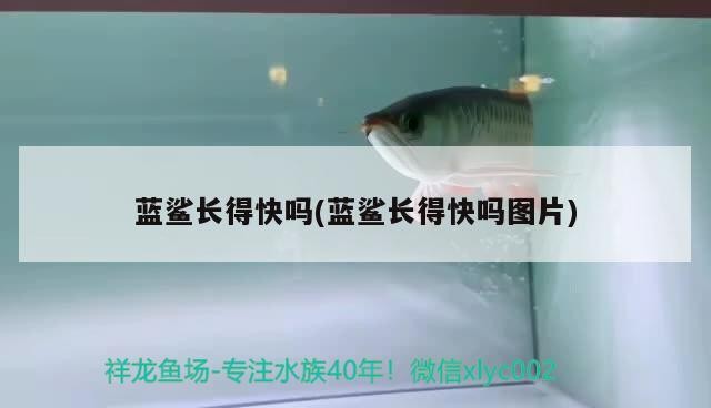 藍鯊長得快嗎(藍鯊長得快嗎圖片)