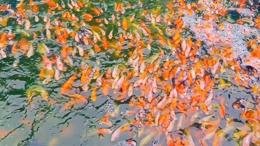 純純淘汰貨