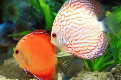 冬天魚缸水多久換一次
