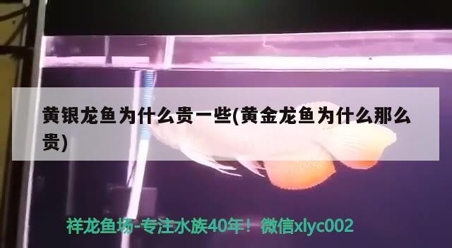 黃銀龍魚為什么貴一些(黃金龍魚為什么那么貴)