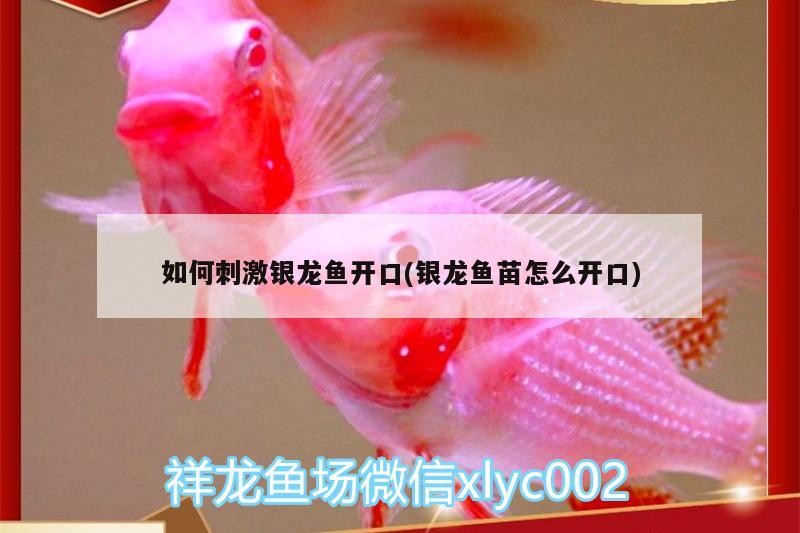 龍魚干蝦有營養嗎 如何刺激銀龍魚開口(銀龍魚苗怎么開口) 銀龍魚百科 如何刺激銀龍魚開口(銀龍魚苗怎么開口) 如何刺激銀龍魚開口(銀龍魚苗怎么開口) 銀龍魚百科