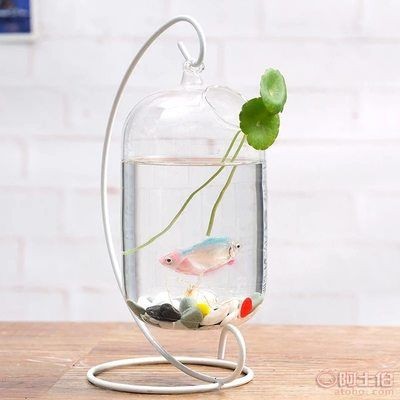 斗魚魚缸怎么布置比較好：斗魚缸布置方法和注意事項 斗魚魚缸怎么布置比較好：斗魚缸布置方法和注意事項 魚缸百科 第1張