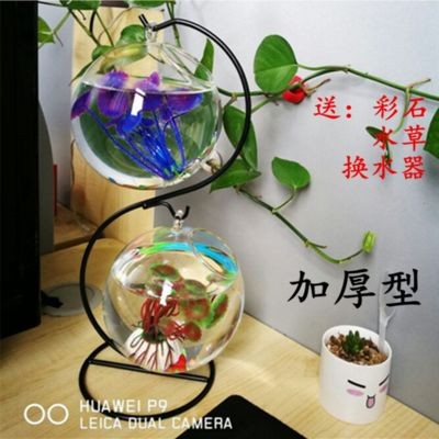 斗魚魚缸怎么布置比較好：斗魚缸布置方法和注意事項 斗魚魚缸怎么布置比較好：斗魚缸布置方法和注意事項 魚缸百科 第3張