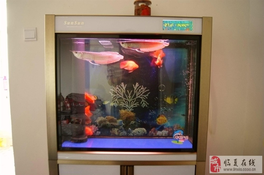 廣饒義烏市場(chǎng)祥龍水族館（廣饒義烏市場(chǎng)祥龍水族館電話）