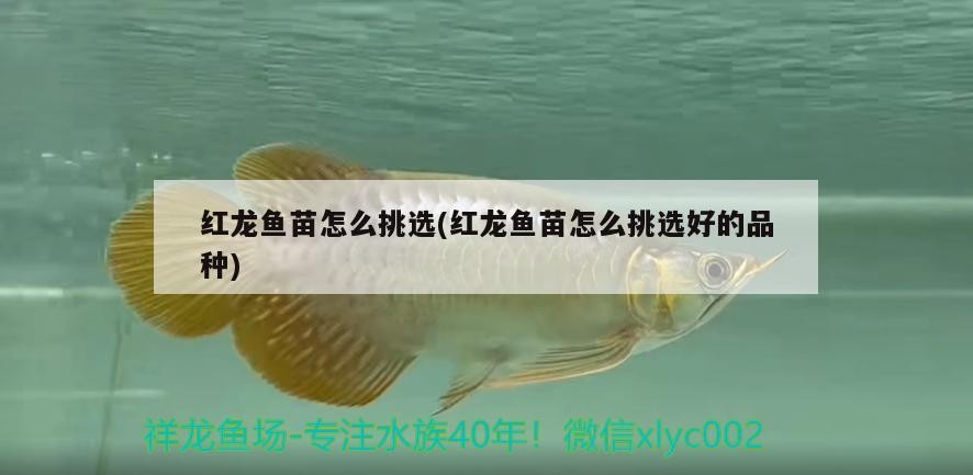 紅龍魚苗怎么挑選(紅龍魚苗怎么挑選好的品種)