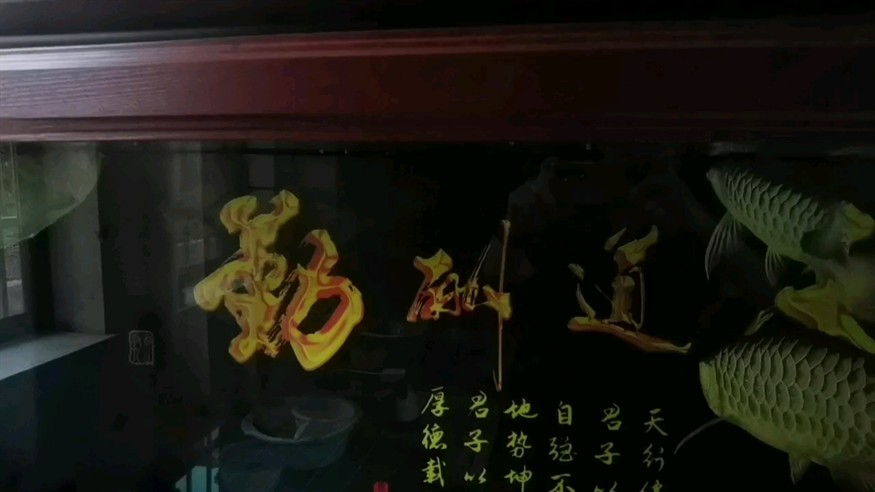 吃飼料的龍
